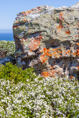 Lichen patterns in Table Mountain National Park