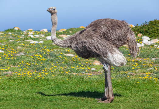 An Ostrich In Table Mountain National Park