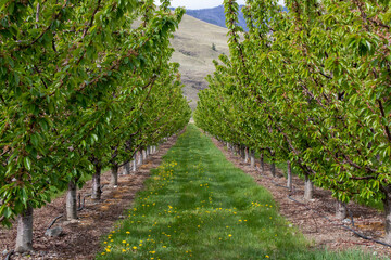 Orchard in Oliver, British Columbia on a spring day
