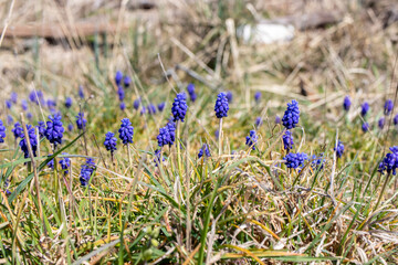 purple spring flowers in the field