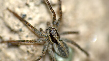 Wolf spider with an egg sack in Cotacachi, Ecuador