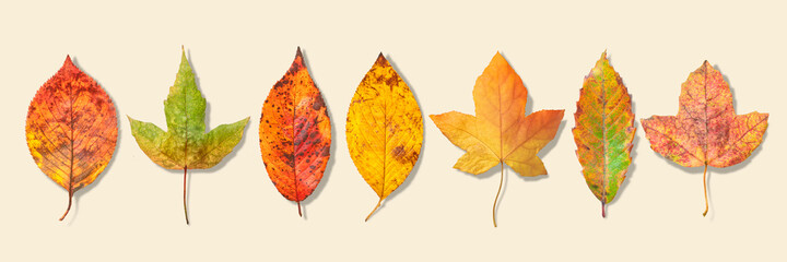 紅葉した落ち葉のテクスチャー