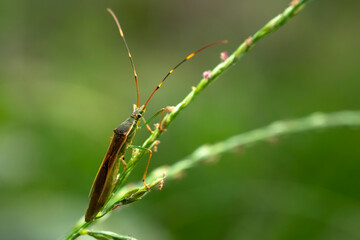 grasshopper on a leaf