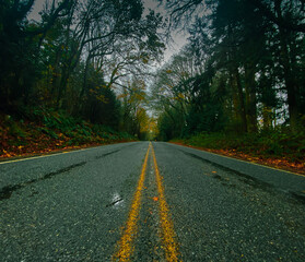 Fototapeta premium road in autumn forest