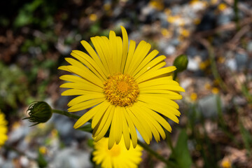 yellow flower in the garden in springtime