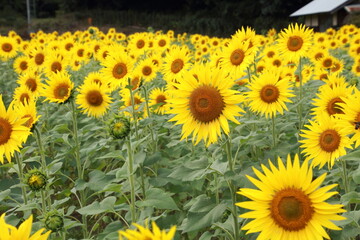 満開の向日葵の花と蕾