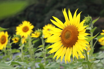 咲き誇る一輪のひまわり