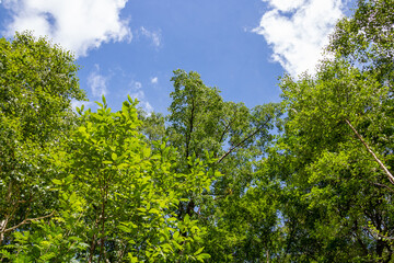 緑の木々と青空
