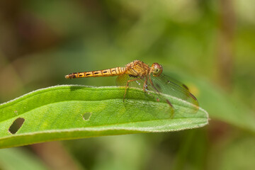 Story Series of  Beautiful Damselflies