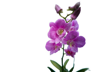 Fototapeta na wymiar Low angle. Pink orchid blooming, not yet blooming, with water droplets. The front is clear and the back is blurred. white background