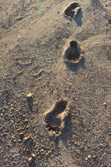 Human footprint on the dry dirt ground.