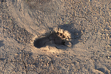 Human footprint on the dry dirt ground.