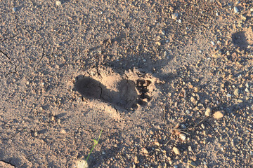 Human footprint on the dry dirt ground.
