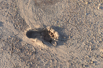 Human footprint on the dry dirt ground.