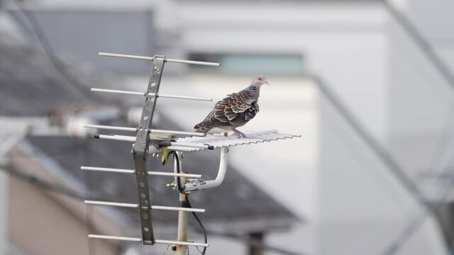 Oriental Turtle Dove Perching And Grooming Itself On An Antenna On A Sunny Day. close up
