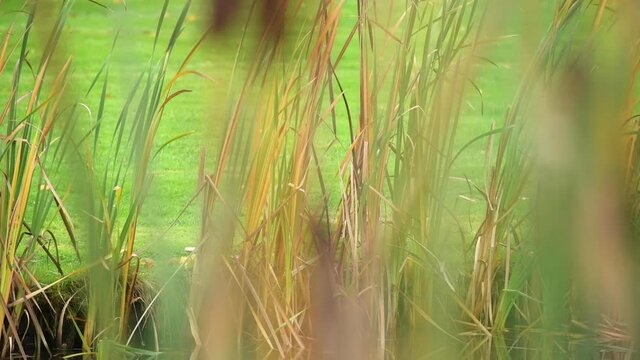 Reed flowing with the wind. A creative perspective with sharp and unsharp bits of reed.