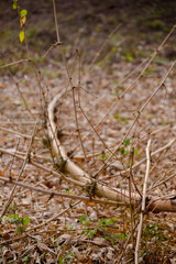 dry branches on the forest floor