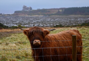 A highland coo with Duart Castle on the background, Isle of Mull, Scotland - obrazy, fototapety, plakaty
