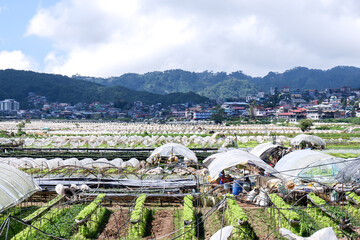 Obraz premium Strawberry and Lettuce Farm in a Cold Climate Mountain Area Baguio City