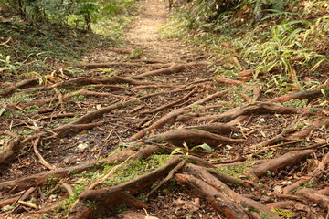 山道に露出した木の根
