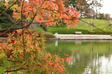 色づき始めた公園の紅葉