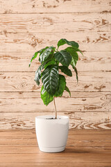 Beautiful coffee tree on table against wooden background