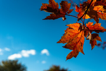 autumn leaves on blue sky - 467058256