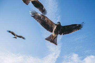 空を飛ぶとんび
