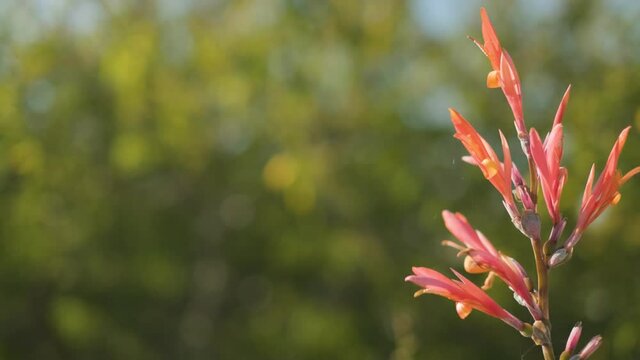 Pink Indian Shot Flower On Blurry Background During Sunny Day. Selective Focus