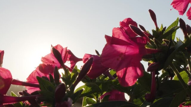 Blooming Pink Azalea Flowers Backlit Sunlight On A Sunny Morning. Closeup