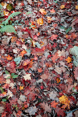 autumn leaves background