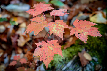 red maple leaves