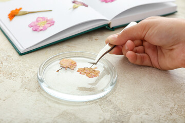 Female hand with dried pressed flowers on light background