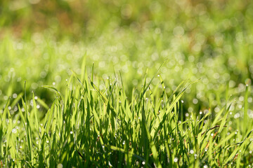 Grass with dew drops on a meadow in the early morning at sunrise 