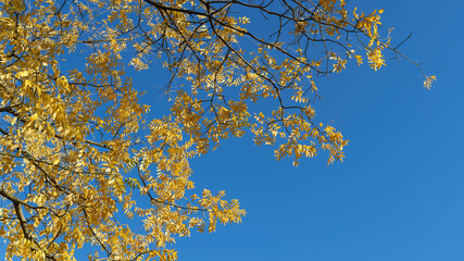 Japanese pagoda tree (Styphnolobium japonicum) with yellow autumn leaves and blue sky