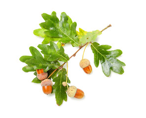 Oak tree branch with acorns and green leaves on white background