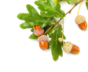 Oak tree branch with acorns and green leaves on white background, closeup