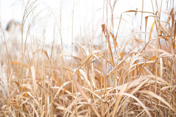 Sunny Long Yellow Grass Morning Field Meadow