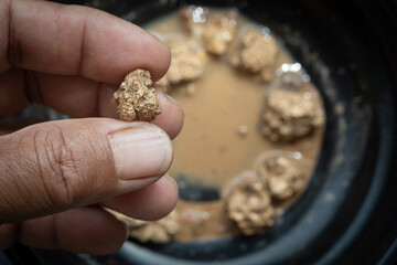 Gold in its origin as gold nuggets in the mine is in the hands of men selective focus.