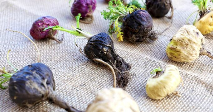 Fresh Maca roots or Peruvian ginseng  (lat. Lepidium meyenii) (Selective focus, Focus on maca roots on the front)