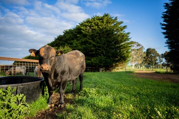 Close up of Stud speckle park Beef bulls, cows and calves grazing on grass in a field, in...