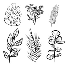 set of leaves and plants