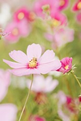 pink flowers background
