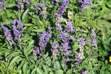 Obraz premium flowers in the garden