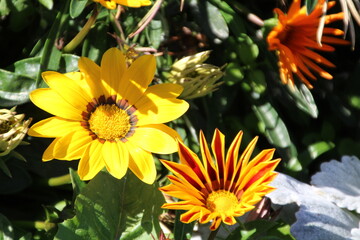 yellow flower in the garden