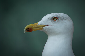 Gaviota