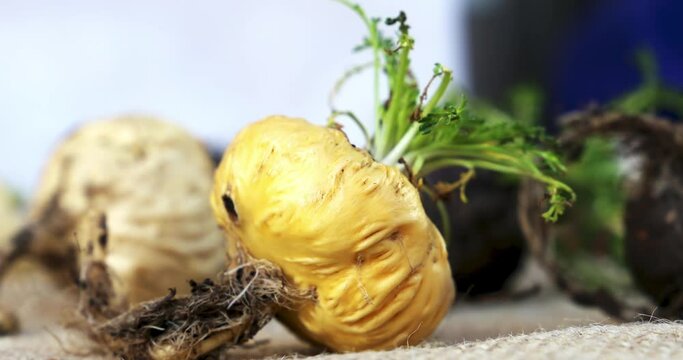 Fresh Maca roots or Peruvian ginseng  (lat. Lepidium meyenii) (Selective focus, Focus on maca roots on the front)