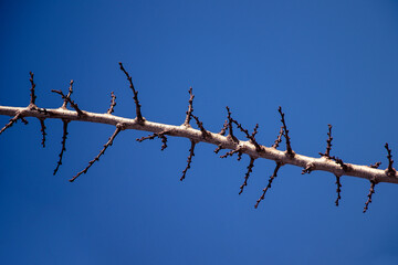 A branch of an autumn tree against the blue sky. Soft focus