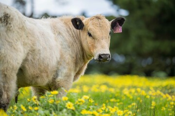 Stud Angus, wagyu, speckle park, Murray grey, Dairy and beef Cows and Bulls grazing on grass and...