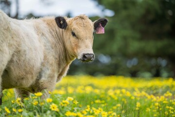 Stud Angus, wagyu, speckle park, Murray grey, Dairy and beef Cows and Bulls grazing on grass and...